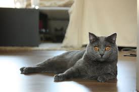 are chartreux cats affectionate cuddly