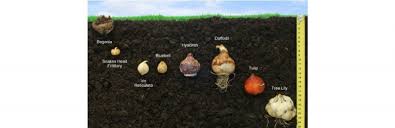 Bulbs And The Curriculum Great Grounds Education