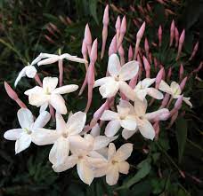 Bunga melati putih (jasminum) adalah tanaman hias yang sangat populer bagi masyarakat indonesia. 7 Tanaman Dengan Aroma Paling Memikat Dan Harum Tanam Di Rumah Yuk