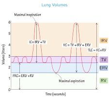 Physiology Glossary Lung Volumes Capacities Draw It To