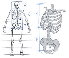 Don't just draw a generic rib cage shape in there. How To Draw The Torso Front View