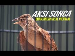 Download suara burung branjangan mp3. Suara Burung Aksi Branjangan Sonca Gacor Asal Vietnam Youtube