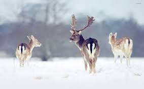 Deer Snow Winter Wallpapers - Wallpaper ...