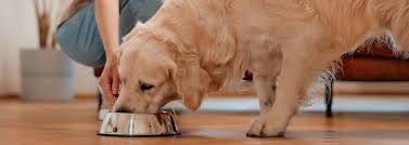 optimal dog nutrition feeding tips and