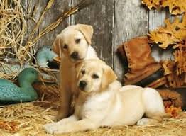 Puppies will be up to date on shots. Dog Puzzle 1500 Piece Yellow Lab Hunting Dogs Labrador Retriever Puppies Jigsaw Ebay