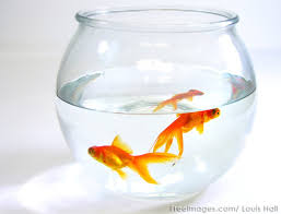 Live fish availability is seasonal, and pricing may vary by store location and petsmart cannot price match on live pets. Pet Stores Near Me That Sell Freshwater Fish