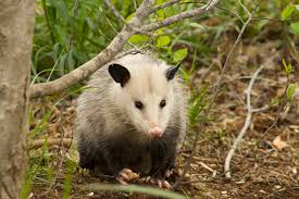 get rid of possums in your home yard