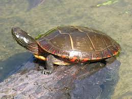 Price may vary by location. Midland Painted Turtle Midland Painted Turtle Turtle Turtle Painting