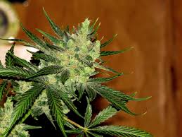 Developed by gg strains, gorilla glue weed is by far one of the most potent hybrid strains in the market today. Feminised Seeds Gorilla Glue Extreme Couchlock Awaits