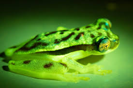 fluorescent frog rave in the amazon