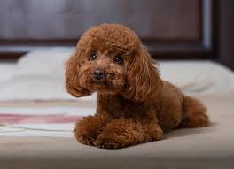 toy poodle dog breed health and care