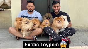 toypom breed in india exotic toypom