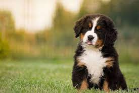 After a month or so (weather permitting) we expose them to the outside and they spend a lot of time playing in our spacious, secure, akc inspected and approved puppy run. Bernese Mountain Dog Care Guide The Ultimate Forever Puppy Perfect Dog Breeds