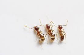 comment stopper une invasion de fourmis
