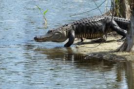 the alligator safety tips you need to