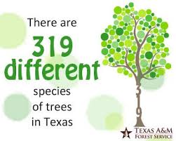 Check spelling or type a new query. Texas A M Forest Service Learn How To Identify Them All You May Observe A Tree S Leaves Structures And Shapes And Using These Characteristics You Can Identify Your Trees Explore The Trees