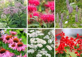 Top 10 Native Perennial Flowers That