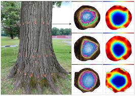 internal decay in landscape oaks