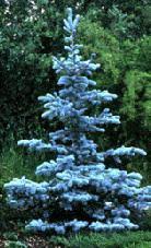 Image result for blue spruce trees