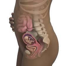 15 Weeks Pregnant Symptoms Bump More Babycenter