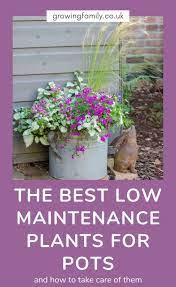 Low Maintenance Plants For Outdoor Pots