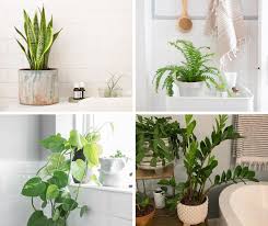 28 Best Indoor Plants For Bathroom