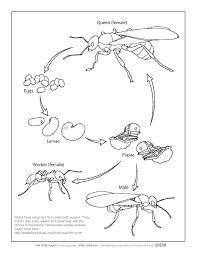 Dragonfly coloring pages are one of the most popular insect coloring pages for kids. File Ant Life Cycle Coloring Page Pdf Wikimedia Commons