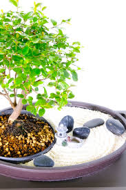 Real Living Zen Garden Bonsai Easy