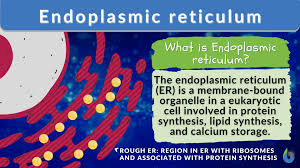 endoplasmic reticulum definition and