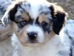 Check spelling or type a new query. Miniature Australian Shepherd Puppies In California