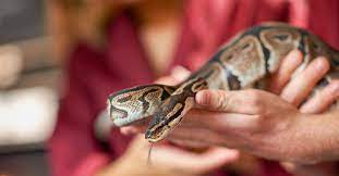 ball python bite treatment and when to