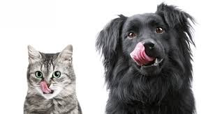 Colds in cats are minor respiratory infections, but they still need to be treated. 6 Human Medications That Are Poisonous To Dogs And Cats Petcoach