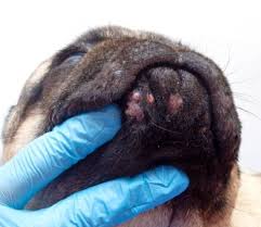 skin infections in dogs okc vet cus in