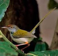 Image result for Tailorbird