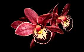 orchid flower widescreen wallpaper