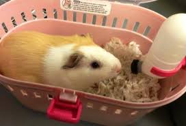 Guinea Pig Travel To The United States