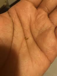 tiny worm on bed is a carpet beetle