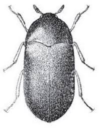 carpet beetles exterminator services