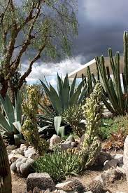 A Waterwise Cactus Garden Garden Design