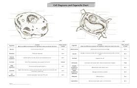Animal Cell Organelles Their Functions Chart Animal Cell