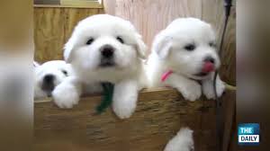 Cuteness awaits inside every page you visit on addpuppies.com. Cutest Puppies Of All Time Youtube
