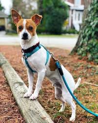 Jack Russell Chihuahua Mix Pictures