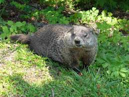 how to get rid of groundhogs lawn
