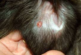 squamous cell carcinoma dog