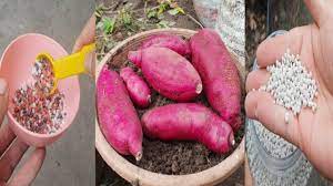 how to fertilize sweet potatoes