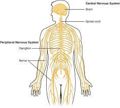 Als peripheres nervensystem (pns) werden alle nervenzellen und nervenbahnen bezeichnet, die nicht zum zentralen nervensystem (zns) gehören. Nervensystem Aufbau Funktionsweise Und Erkrankungen