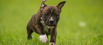 staffordshire bull terrier dog breed
