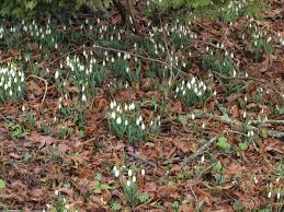 Address, opening hours, phone number, photos, customers reviews, street view, gps coordinates, how to get lemon tree flowers. Ragged Robin S Nature Notes Snowdrops First Moth And Primroses At St Giles And A Brief Visit To Henley In Arden