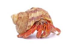 what-does-a-hermit-crab-need-in-his-cage
