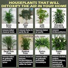 House Plants Can Detoxify The Air In A